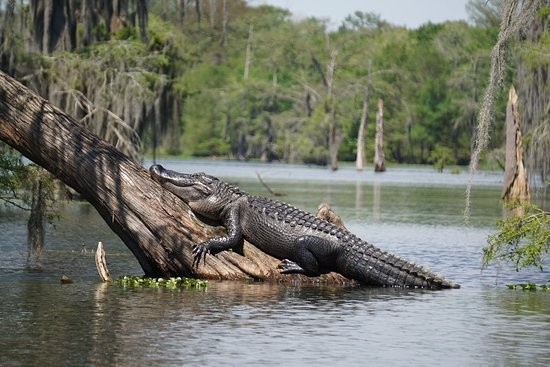 Image of Swamp People shoot location, Atchafalaya Basin